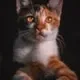 Adopt'Animaux community member 1