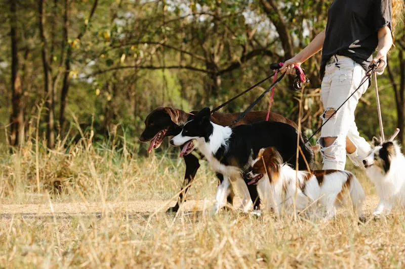 Pet professional managing their bookings on Adopt'Animaux