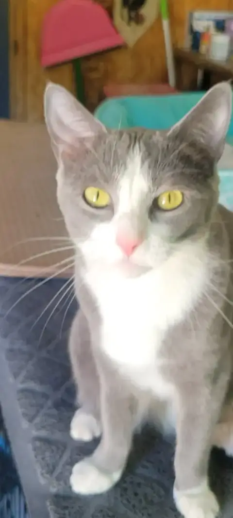 Jasmine