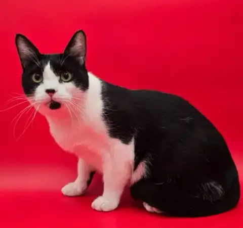 Lulu