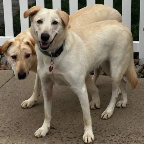 Bella Lab photo 3