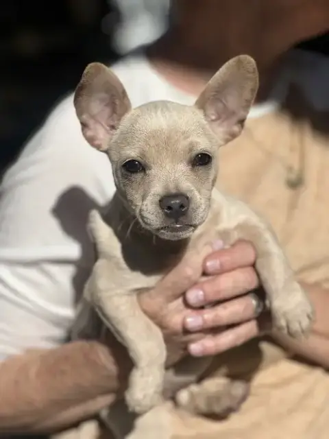 Pixie photo 3