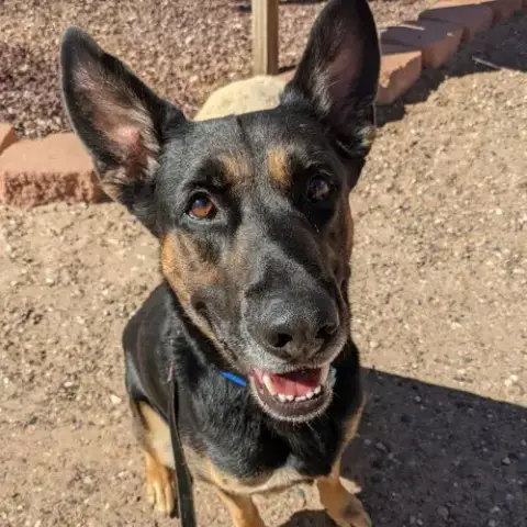 Pharaoh