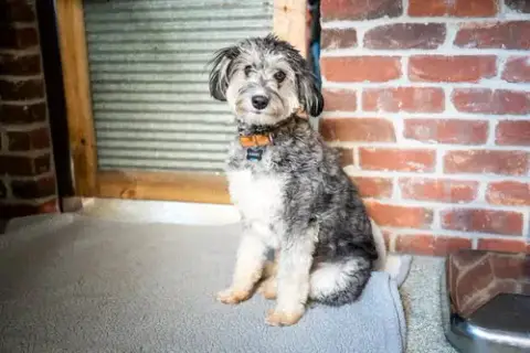 Benji photo 4