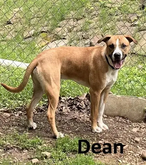 Dean photo 2