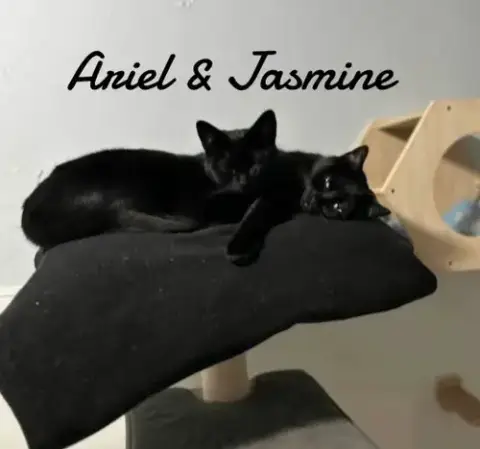 Jasmine photo 3