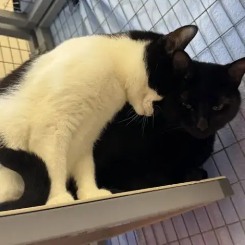 Lucy & Bobbie photo 4