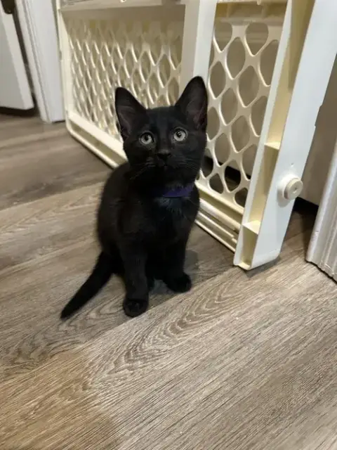 Melody Cats
