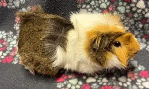 Oscar