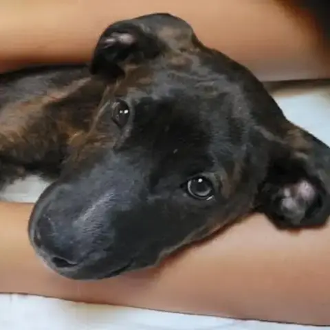 Lilli photo 3
