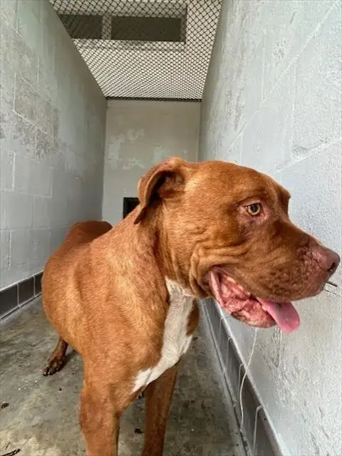 Bubba
