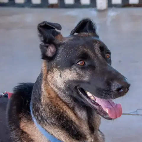 Milo