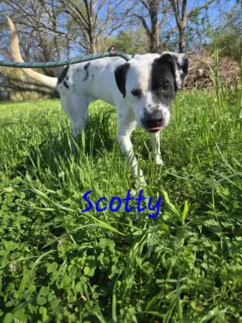 Scotty photo 2