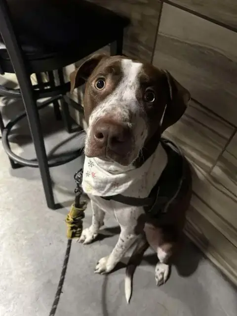 Huxley photo 3