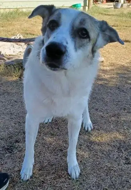 Ms. Lady The Great Pyrenees photo 3