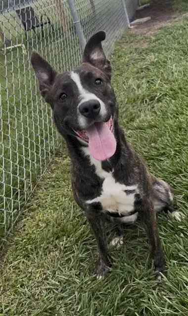 Brindi