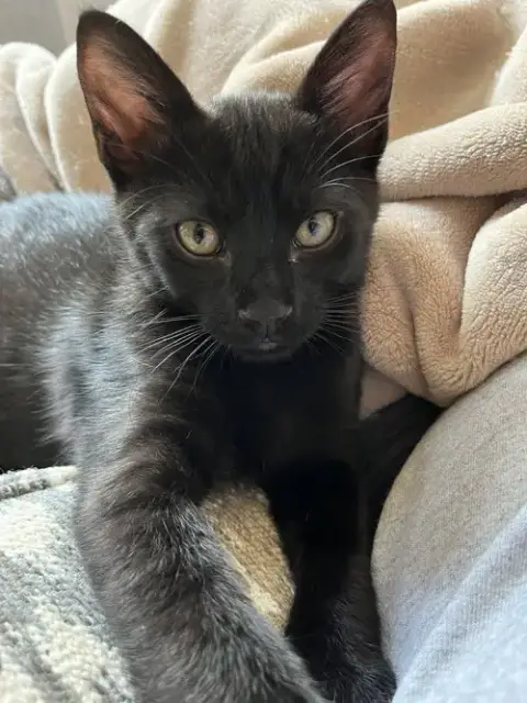 Cocoa