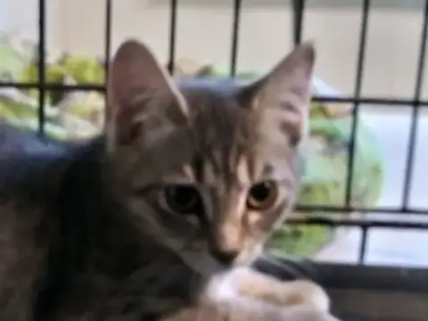 Finnegan
