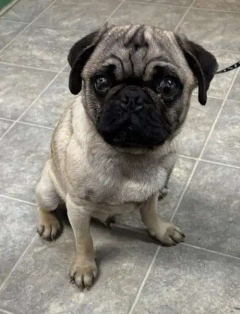 Pugsley: Not At Shelter