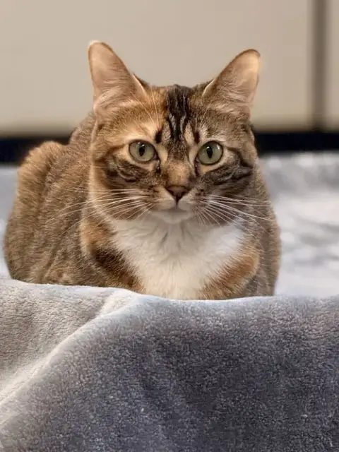 Valentina