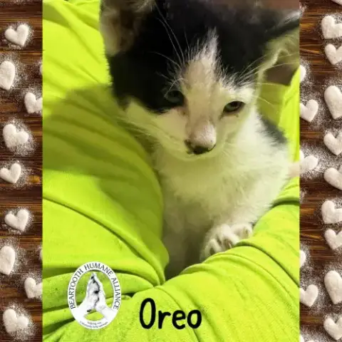 Oreo
