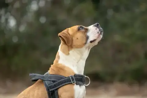 Winnie Boxer photo 5