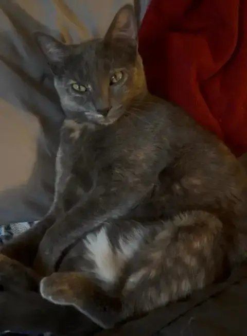 Laramie