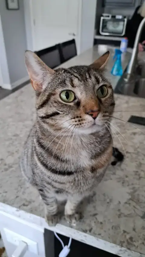 Cat photo 2