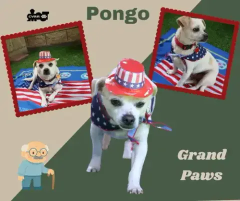 Pongo