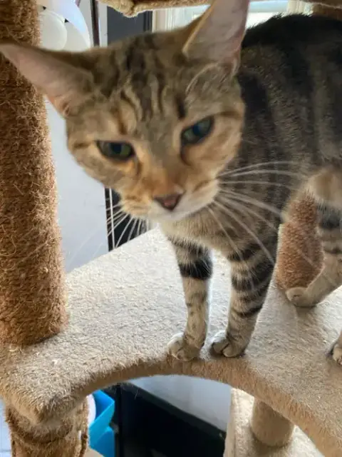 Hazel photo 2