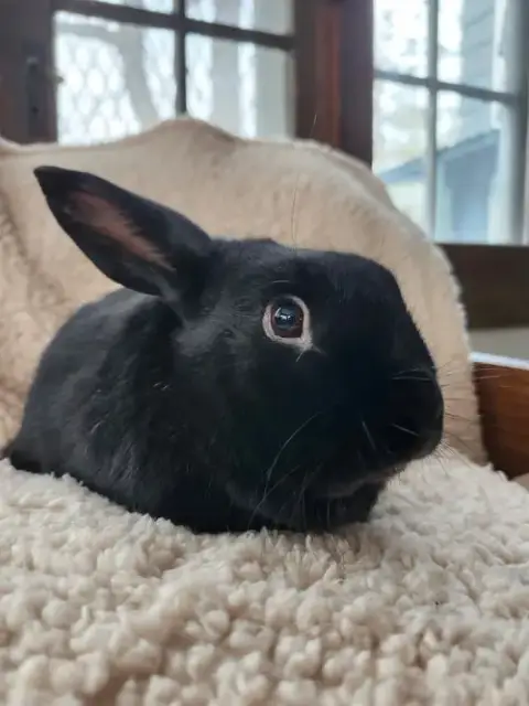 Prince Rusty