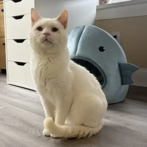 Silas