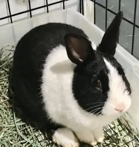 Baxter