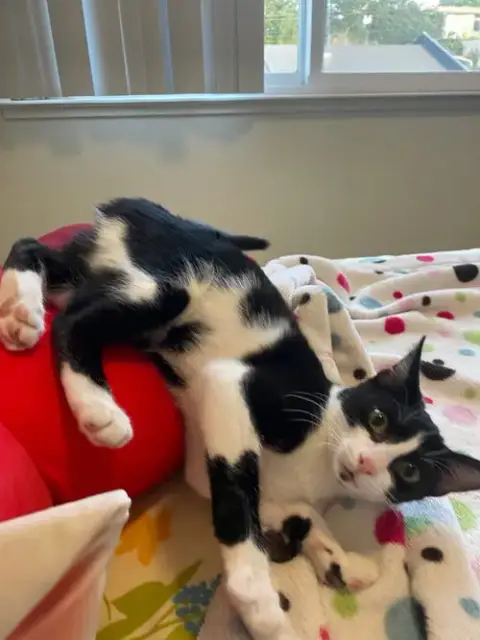 Monkey