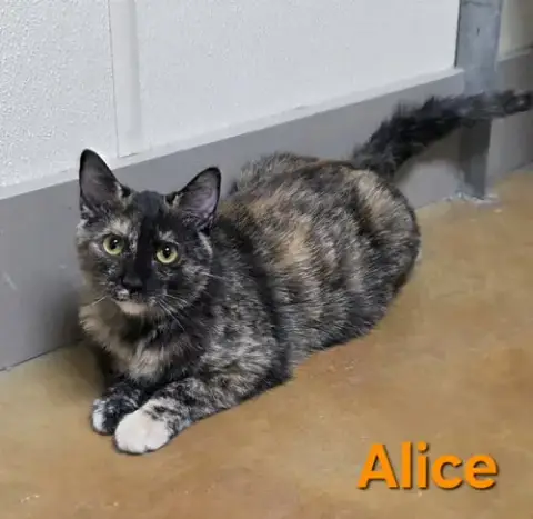 Alice photo 5