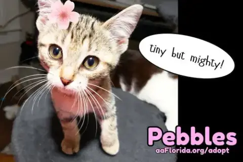 Pebbles photo 2