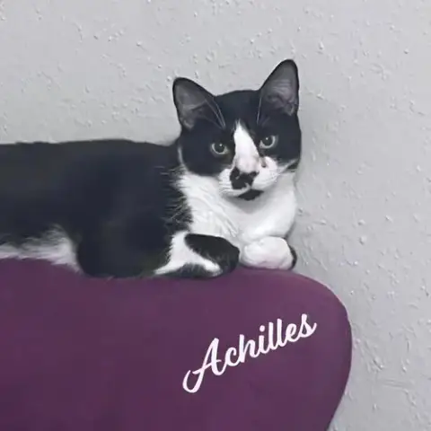 Achilles #Retired-Dumpster-Diver