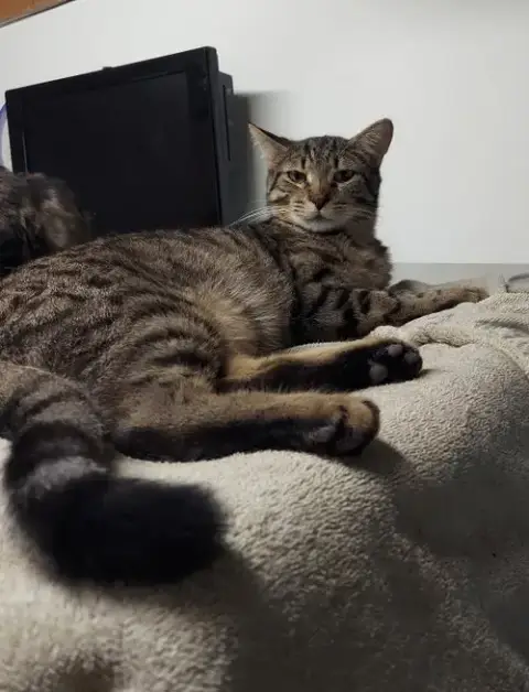 Rumpus Cat