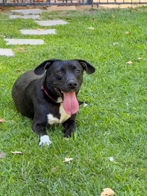 Baxter