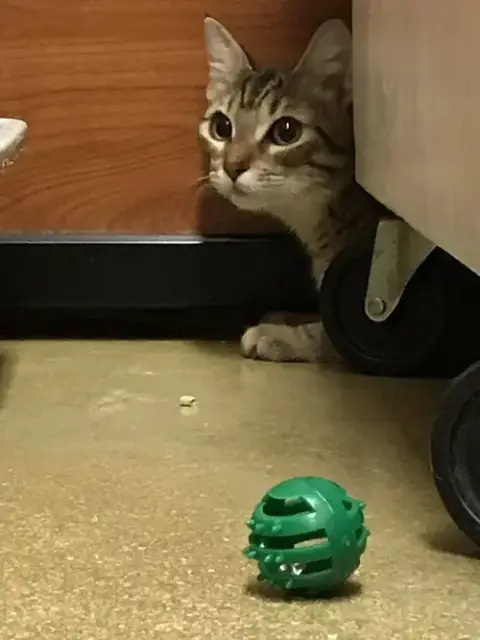 Tiggie photo 2