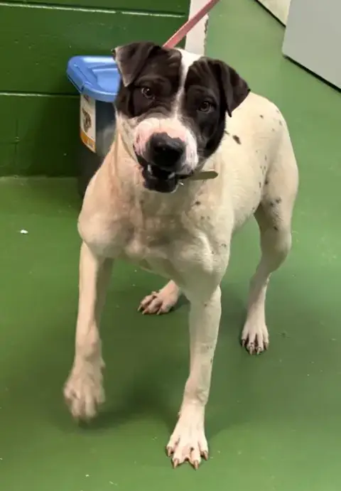 Chloe: Not At Shelter photo 5