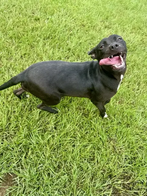 Trixie photo 3