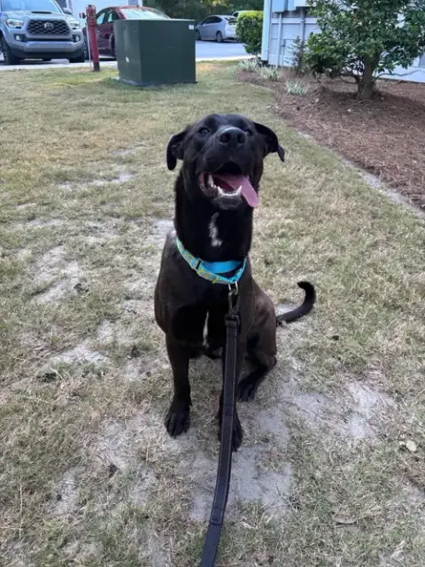 Archie photo 3