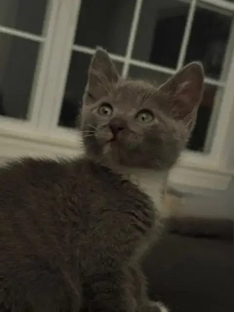Delphine'S Olivia Kitten photo 2
