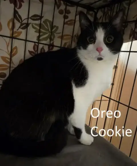 Oreo Cookie
