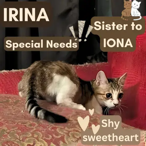 Irina photo 4