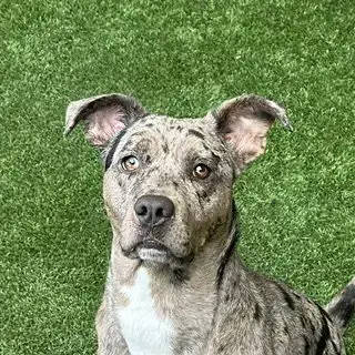Luna photo 2