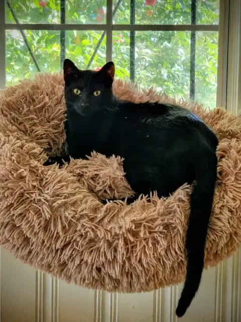 Bagheera photo 2