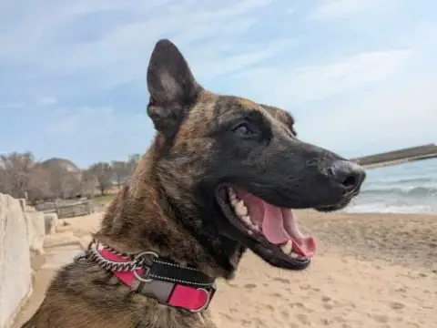 Ryder