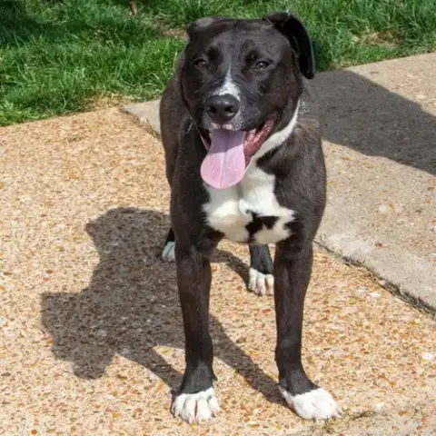 Zeus